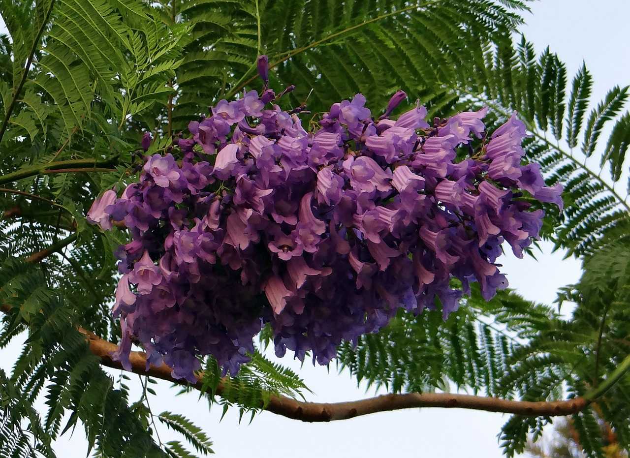 Фиалковое дерево жакаранда или джакаранда мимозолистная: где растет