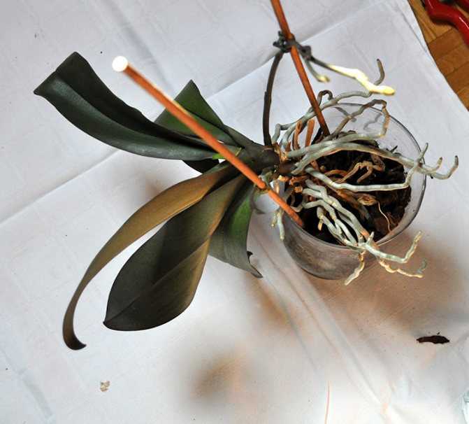 Как правильно рассадить орхидею