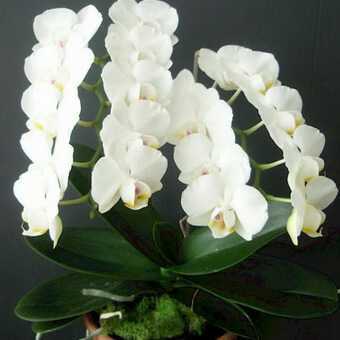 Различные садовые орхидеи: описание и уход в домашних условиях