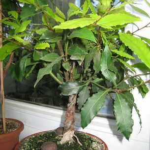 Денежное дерево: уход и выращивание в домашних условиях