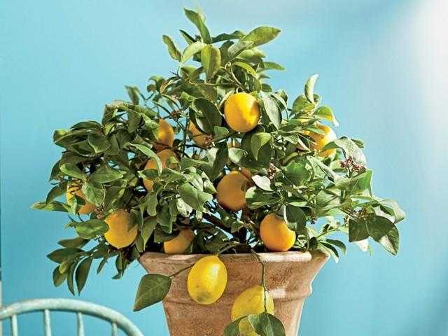 Как вырастить лимон из косточки в домашних условиях: простые советы и подробное описание выращивания цитрусовых (100 фото)