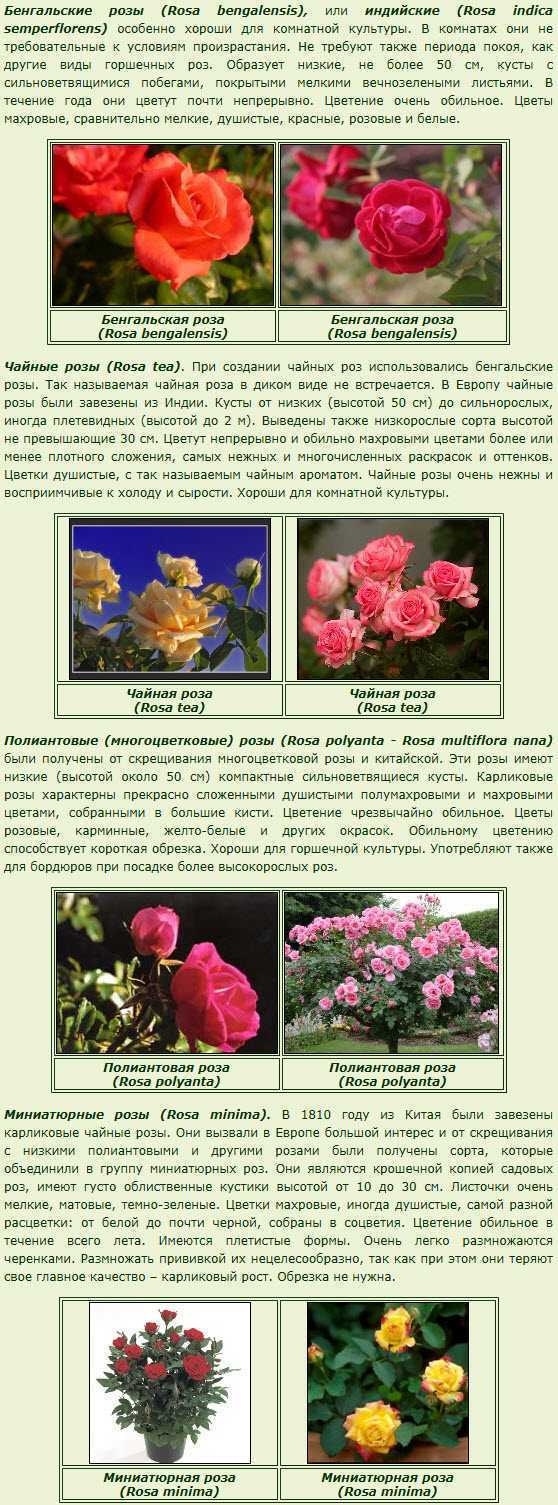 Штамбовая роза: описание, посадка, уход, ландшафтный дизайн с розами