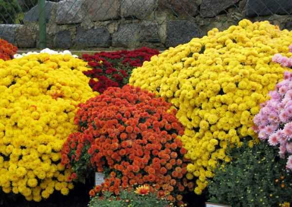 Многолетние хризантемы: разновидности, посадка и уход
