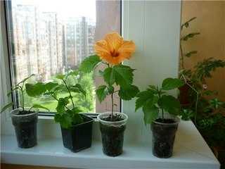 Гибискус - 145 фото цветка, советы по уходу и особенности сочетания с другими растениями