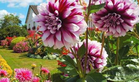 Георгины имеют прямое отношение к семейству астровые Такое растение входит в число наиболее эффектных и долгоцветущих цветов, которые выращивают на садовом участке