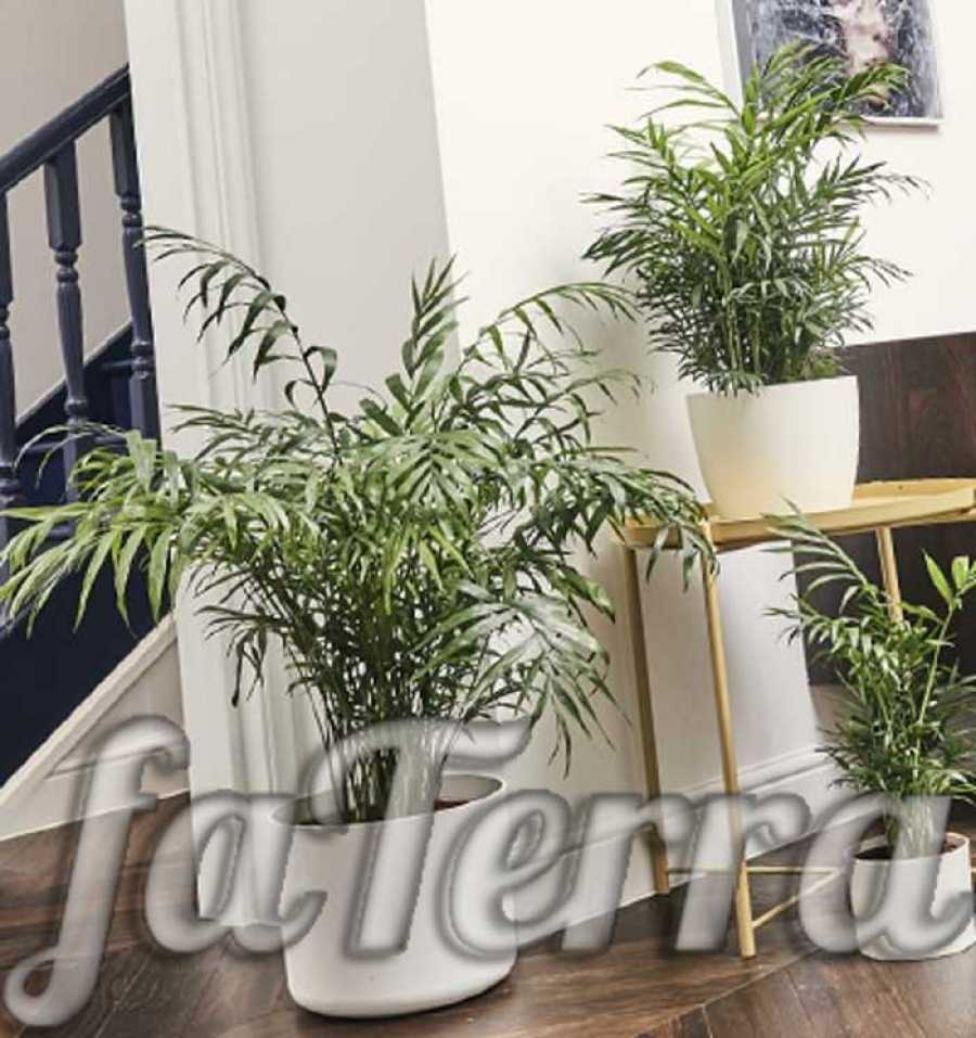 Удивительная пальма хамедорея в домашних условиях - Проект "Цветочки" - для цветоводов начинающих и профессионалов