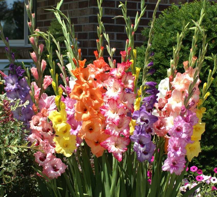 Лучшие многолетние кустовые цветы для сада: особенности и правила выбора