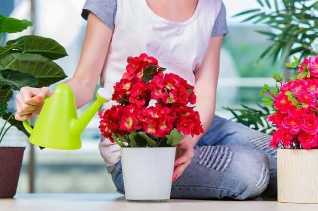 Удобрения для комнатных растений и цветов в домашних условиях