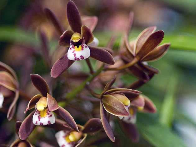 Цимбидиум (54 фото): уход за цветком в домашних условиях. способы размножения, правила пересадки. как заставить орхидею цвести?