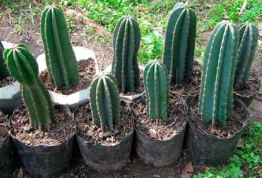 Цереус перуанский (25 фото): посадка и уход в домашних условиях, особенности монстрозной и других форм кактуса