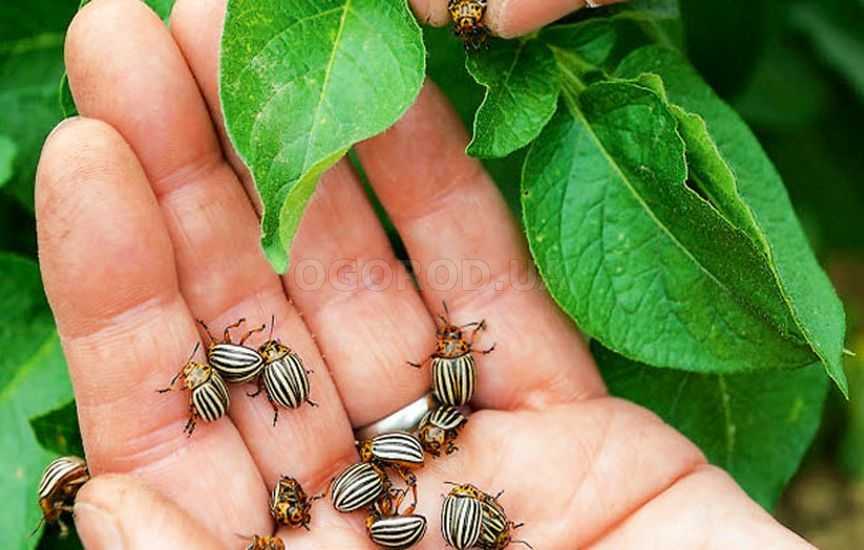 Колорадский жук: как избавиться от вредителя