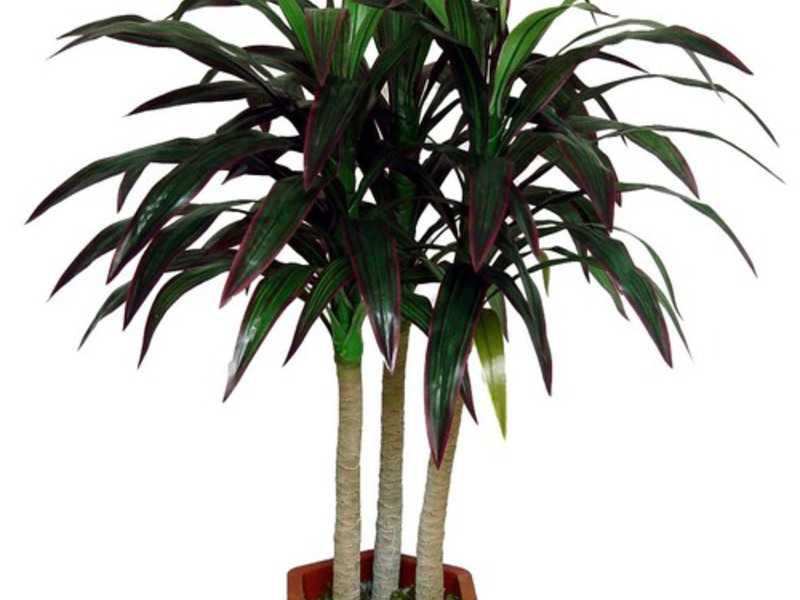 Комнатные пальмы (46 фото): бетелевая и гавайская, винтовая и другие домашние растения, похожие на пальмы, уход