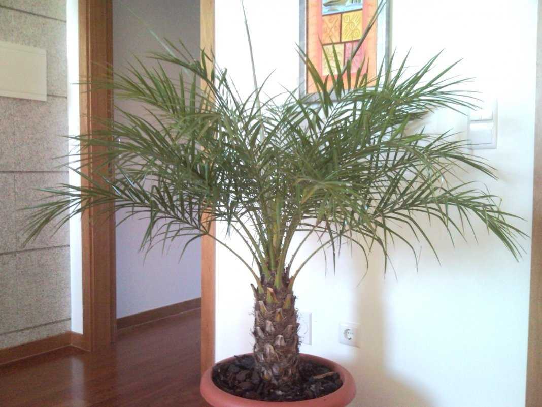 Финиковая пальма: сохнут листья, что делать? и другие проблемы при выращивании, болезни и вредители selo.guru — интернет портал о сельском хозяйстве