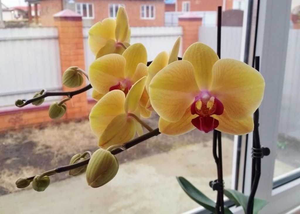 Фузариоз орхидей: фото, причины, лечение
