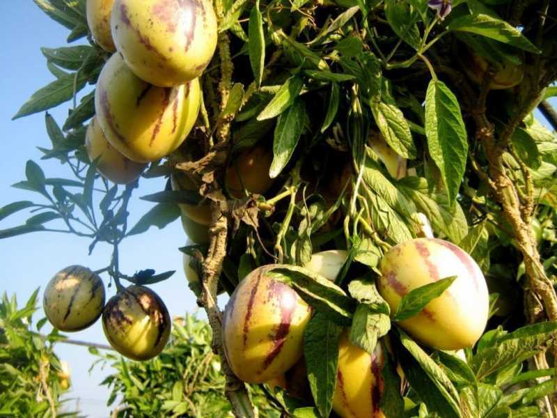 Пепино (дынное дерево) - выращивание в домашних условиях сортов консуэло, рамзес