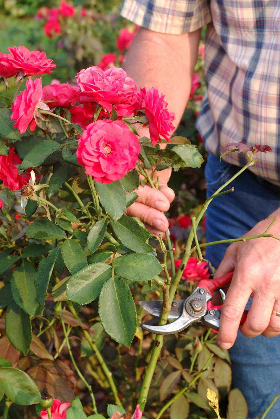 Как укрывать розы на зиму в сибири правильно фото виде советы