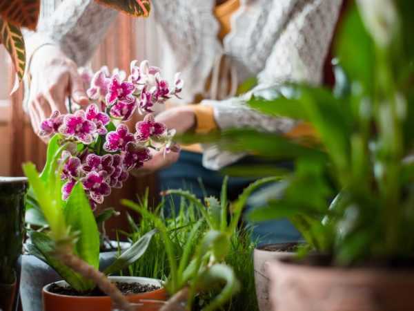 Как вырастить орхидею в домашних условиях?