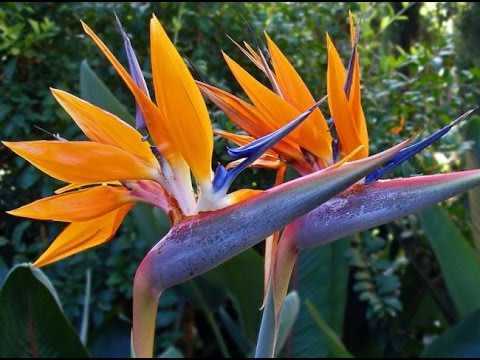 Орхидея камбрия: описание разновидностей и условия выращивания