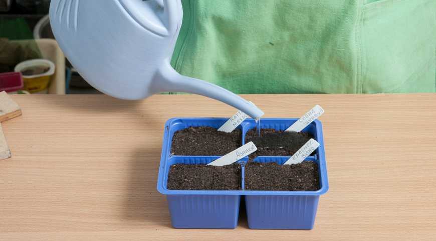 Годеция: посадка и уход, выращивание из семян в открытом грунте и рассадой в домашних условиях