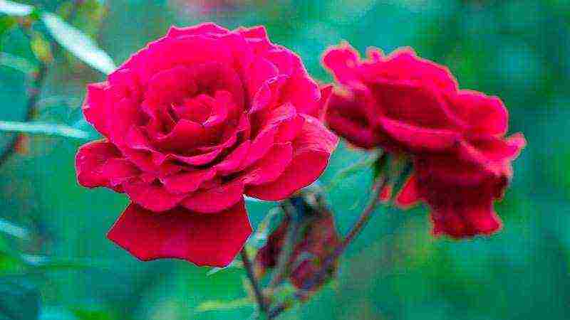 Роза самба: как вырастить яркую красавицу на своём участке | садоводство24