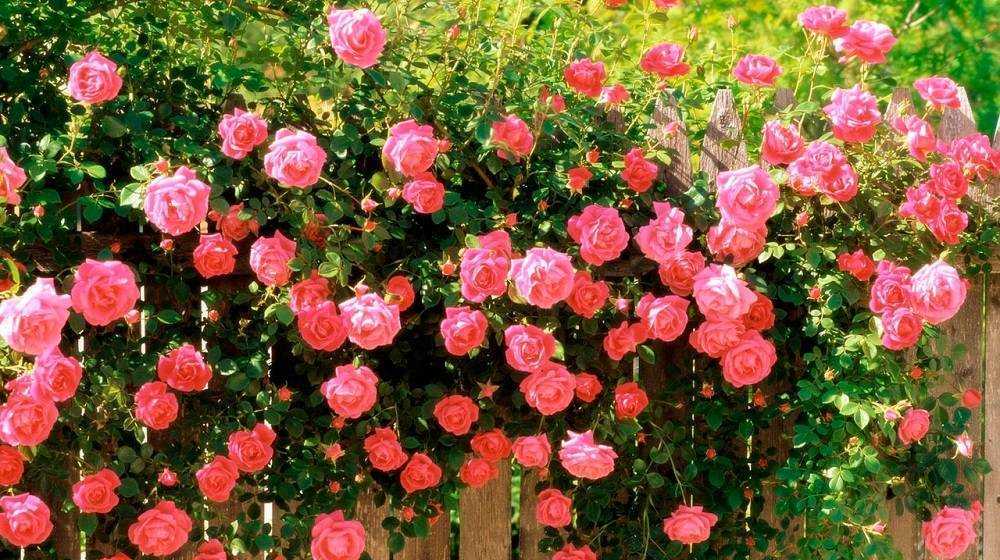 Пулман Ориент Экспресс – двухцветная, контрастная роза, используемая как штамбовая форма Сорт морозостойкий, устойчивый к некоторым заболеваниям,