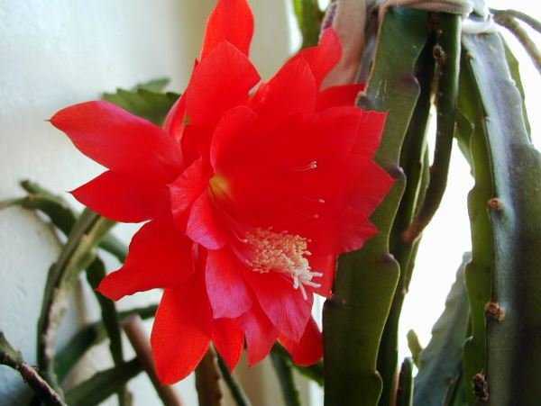ᐉ кактус эпифиллум: уход в домашних условиях, виды и размножение - roza-zanoza.ru
