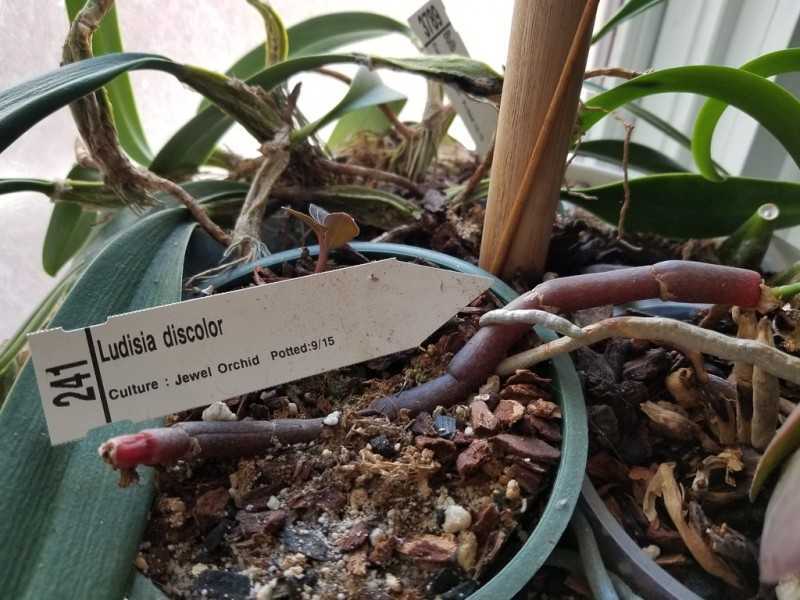 Орхидея аганизия: уход в домашних условиях, виды