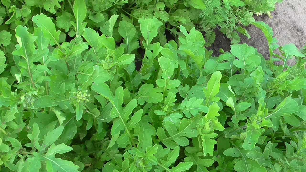 Травянистое однолетнее растение руккола (Eruca sativa), либо индау, либо горчичная трава, либо рокет-салат, либо гусеничник-посевной, либо аругула, либо эрука, является представителем рода Индау семейства Капустные