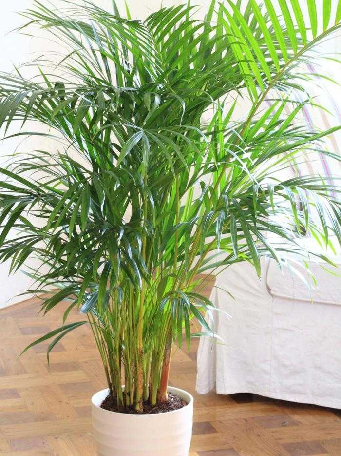 Растения, очищающие воздух, комнатные цветы для очистки воздуха в доме