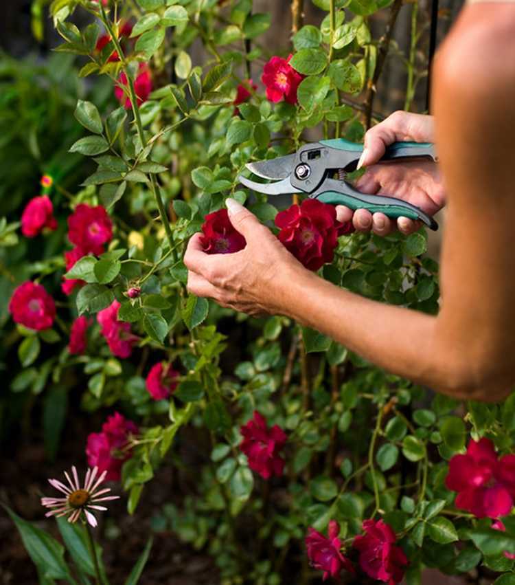 Как обрезать розы? 37 фото обрезка осенью и весной для начинающих. как правильно обрезать розы перед укрытием на зиму в подмосковье?