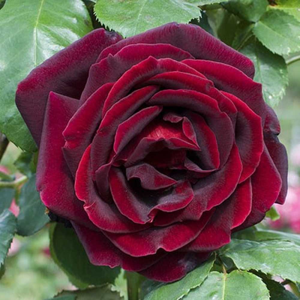 Непрерывно цветущие розы — самые красивые сорта