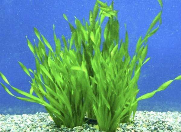 Аквариумное растение валлиснерия: фото листьев, видео содержания водоросли в аквариуме, описание видов