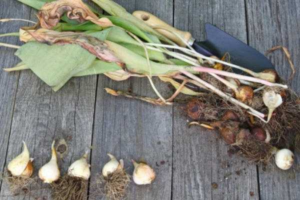 Как хранить луковицы тюльпанов до посадки – подготовка и необходимые условия