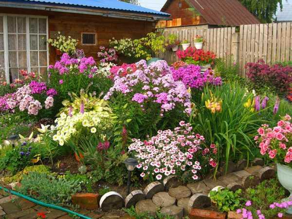 Цветок лаватера - как садить и выращивать на дачном участке