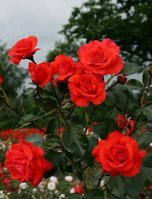 Розы без шипов: описание сортов
