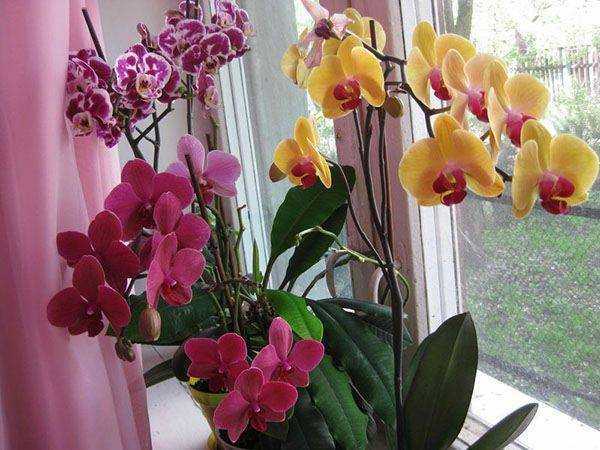 Уход за орхидеями в домашних условиях: как правильно ухаживать за этими комнатными цветами