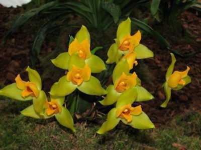 Ликаста: уход за орхидеей в домашних условиях