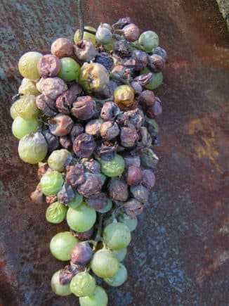 Оидиум винограда (фото) и чем лечить