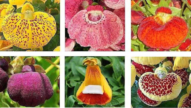 Кальцеолярия, или цветок-туфелька: особенности национального выращивания кальцеолярии | огородники