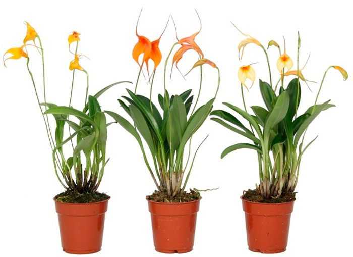 Выращивание сортов черной орхидеи: отзывы, фото, размножение