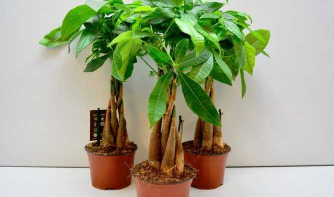 Пахира (pachira). как вырастить, уход, размножение. | floplants. о комнатных растениях