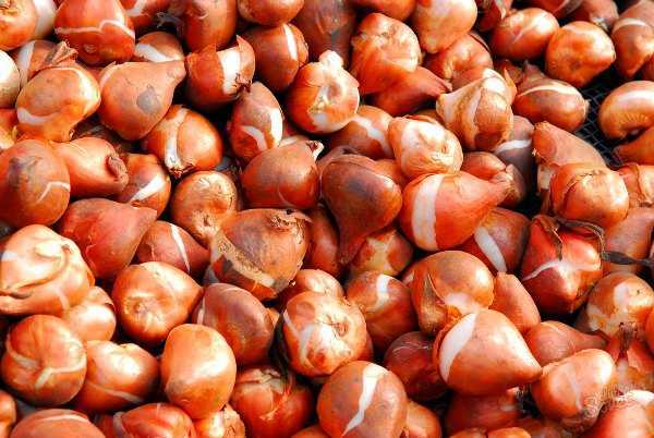 Как хранить луковицы тюльпанов: советы и инструкция