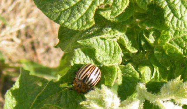 Инсектицид эйфория: инструкция по применению от колорадского жука