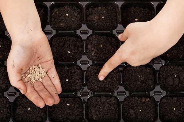 Как и когда сажать семена настурции на рассаду в 2021 году