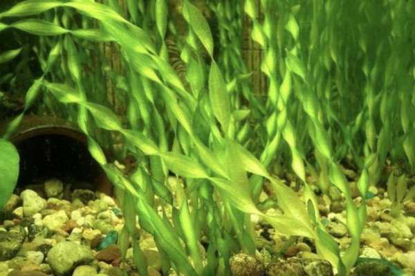 Неприхотливые аквариумные растения: список и содержание