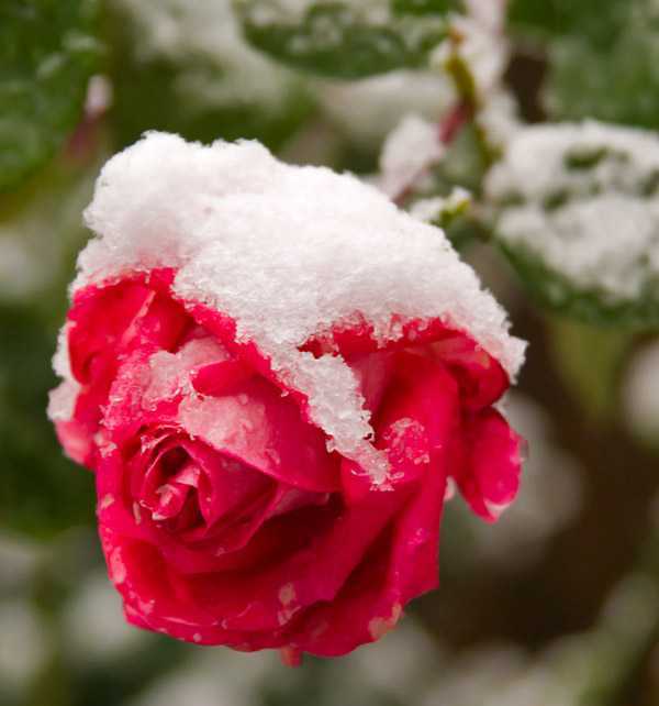 Оставляем розы на даче на зиму: уход и укрытие (с фото и видео) - Проект "Цветочки" - для цветоводов начинающих и профессионалов