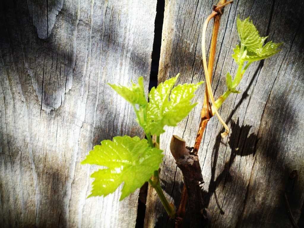 Выращивание черенков винограда зимой: когда сажать
