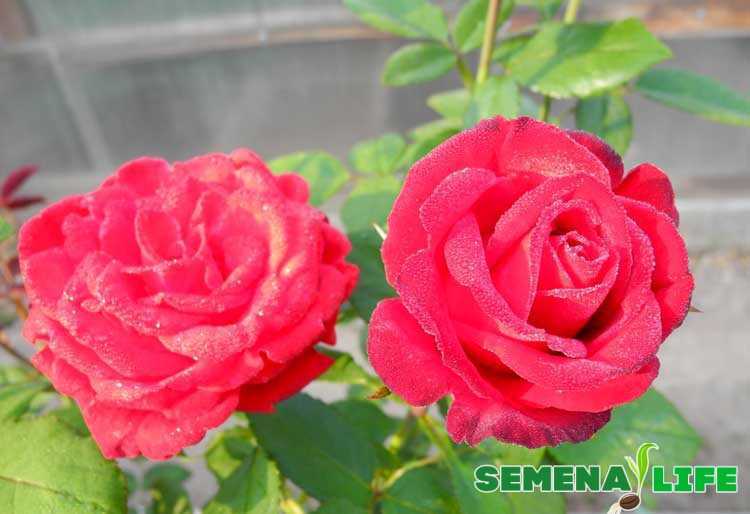Розы: выращивание из семян купленных в китае - roza-i-fialka.ru