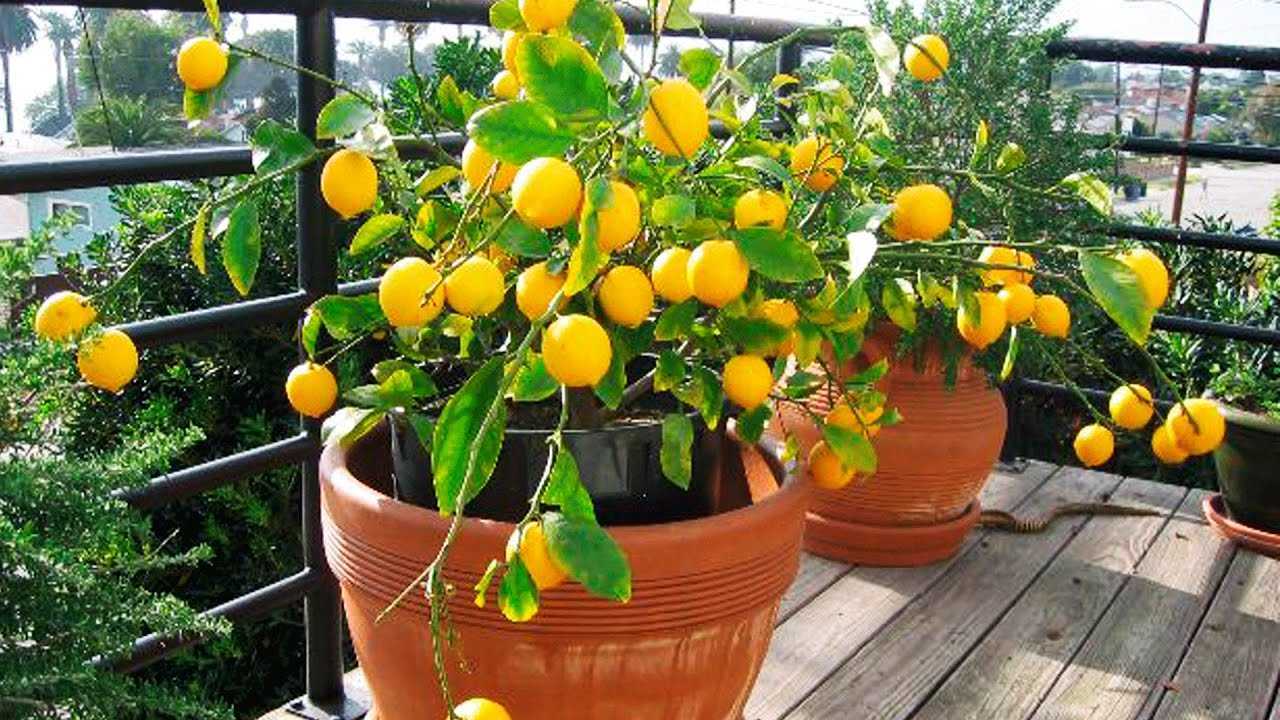 Домашние лимоны: уход в домашних условиях, как поливать, как удобрять