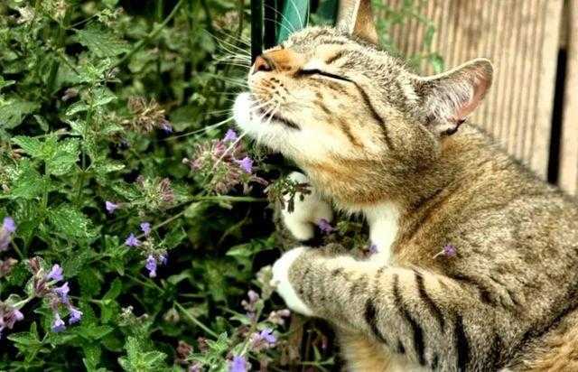 Какой запах не любят кошки: 7 отпугивающих котов ароматов и рейтинг спреев